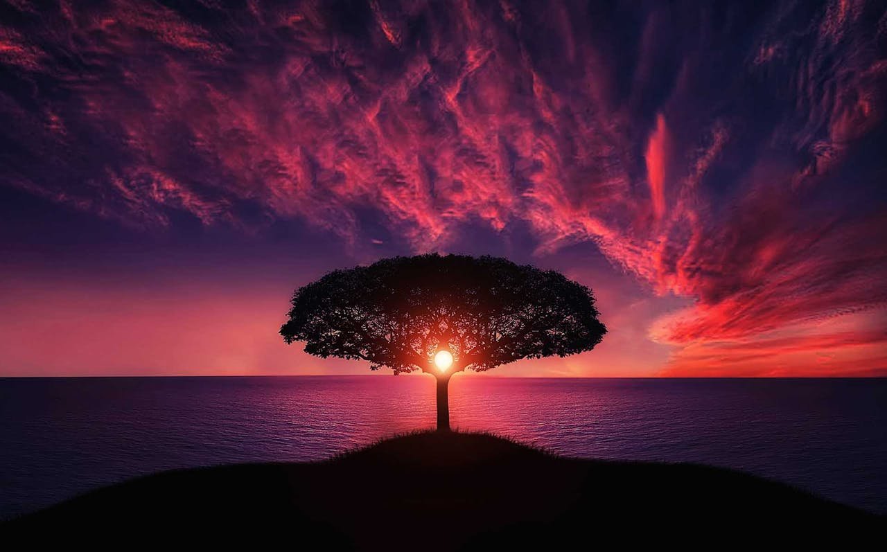 A beautiful silhouette of a tree against a vibrant sunset over the ocean, evoking tranquility.